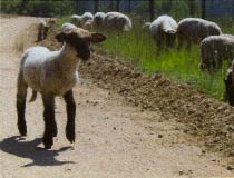 Schaf in der Schafhaltung