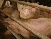 Schweine im Mastbetrieb