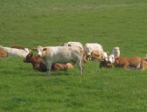 Kühe in der Schorfheide